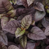 Plum Dandy™ - Alternanthera