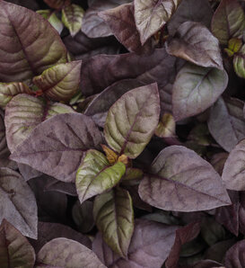 Plum Dandy™ - Alternanthera  