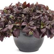 Thumbnail of Beauty Shot: alternanthera_plum_dandy_mono.jpg
