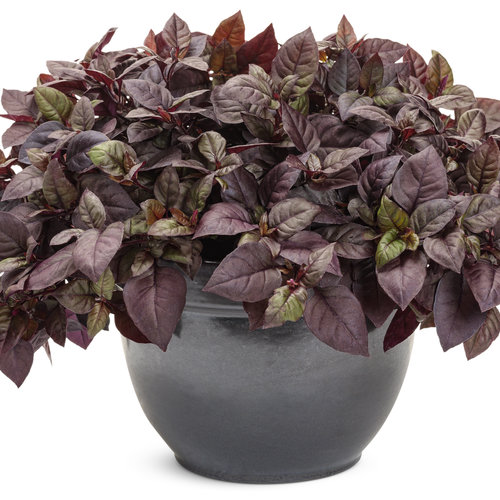 Beauty Shot: alternanthera_plum_dandy_mono.jpg
