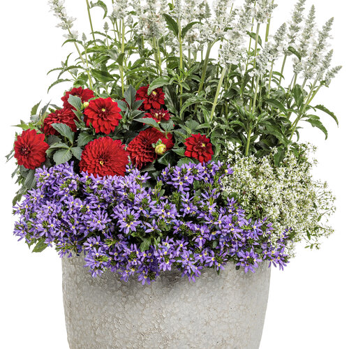 Patio Container: american_blues.jpg