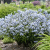 'Storm Cloud' - Blue Star - Amsonia tabernaemontana