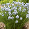 String Theory - Blue Star - Amsonia hybrid