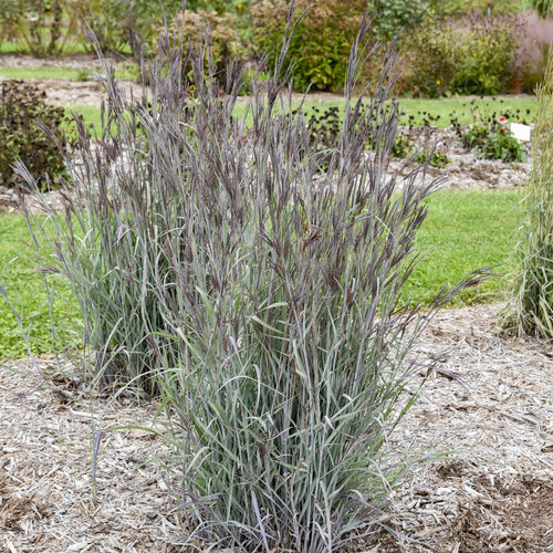 Prairie Winds<sup>®</sup> 'Blue Steel' Andropogon hybrid