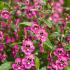 Angelface® Perfectly Pink - Summer Snapdragon - Angelonia