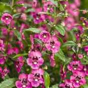 Thumbnail of Angelface® Perfectly Pink - Summer Snapdragon - Angelonia  