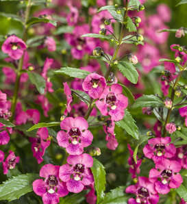 Angelface® Perfectly Pink - Summer Snapdragon - Angelonia  