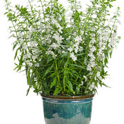 Thumbnail of Beauty Shot: Angelface® Super White