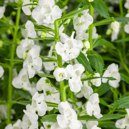Angelface® Super White - Summer Snapdragon - Angelonia  