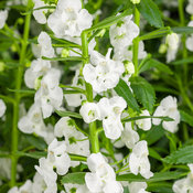 Thumbnail of Angelface® Super White - Summer Snapdragon - Angelonia  