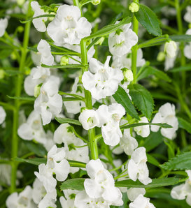 Angelface® Super White - Summer Snapdragon - Angelonia  