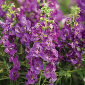 Thumbnail of Angelface® Blue III - Summer Snapdragon - Angelonia  