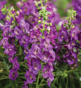 Angelface® Blue III - Summer Snapdragon - Angelonia  