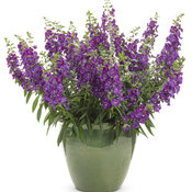 Thumbnail of Beauty Shot: angelonia_angelface_blue_improved_mono.jpg