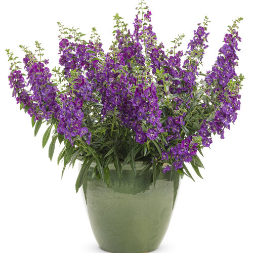 Beauty Shot: angelonia_angelface_blue_improved_mono.jpg