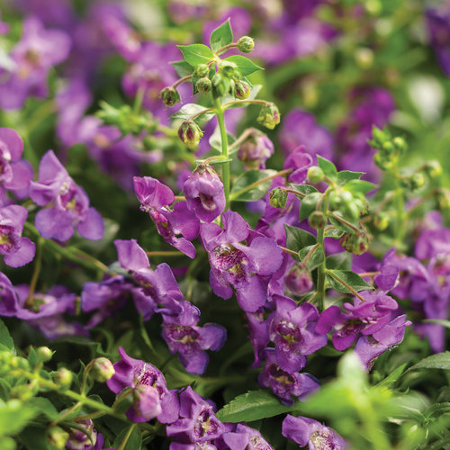 Angelface® Cascade Blue - Summer Snapdragon - Angelonia  