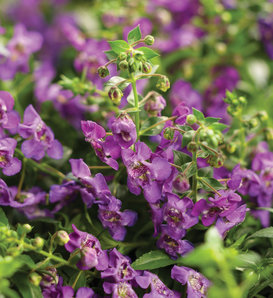 Angelface® Cascade Blue - Summer Snapdragon - Angelonia  