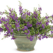 Thumbnail of Beauty Shot: angelonia_angelface_cascade_blue_mono.jpg