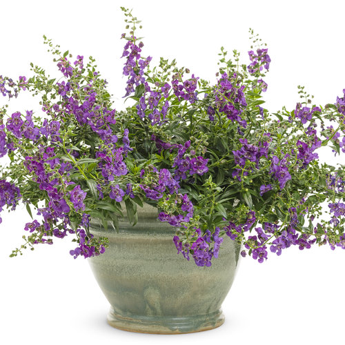 Beauty Shot: angelonia_angelface_cascade_blue_mono.jpg