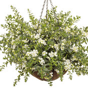 Thumbnail of Hanging Basket: Angelface® Cascade Snow