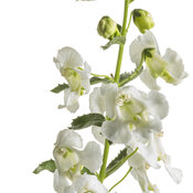 Thumbnail of Cut-out: angelonia_angelface_cascade_snow_macro_01.jpg