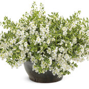 Thumbnail of Beauty Shot: angelonia_angelface_cascade_snow_mono.jpg