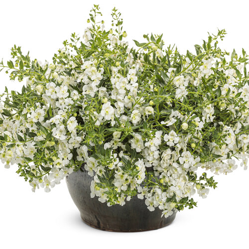 Beauty Shot: angelonia_angelface_cascade_snow_mono.jpg