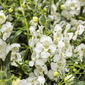 Thumbnail of Angelface® Cascade Snow - Summer Snapdragon - Angelonia