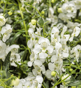 Angelface® Cascade Snow - Summer Snapdragon - Angelonia  