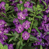 Angelface® Super Blue II - Summer Snapdragon - Angelonia angustifolia