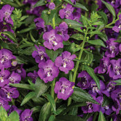 Thumbnail of Angelface® Super Blue II - Summer Snapdragon - Angelonia angustifolia