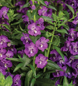 Angelface® Super Blue II - Summer Snapdragon - Angelonia angustifolia