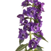 Thumbnail of Cut-out: angelonia_angelface_super_blue_03.jpg