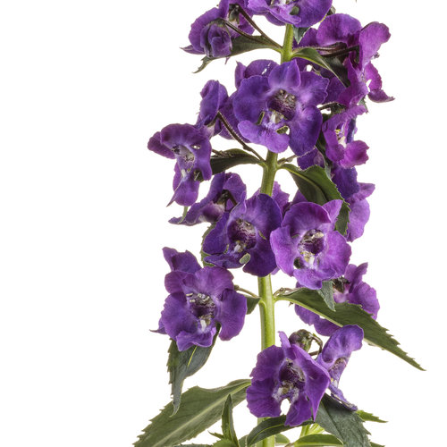 Cut-out: angelonia_angelface_super_blue_03.jpg