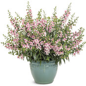 Thumbnail of Beauty Shot: angelonia_angelface_wedgwood_pink_mono.jpg