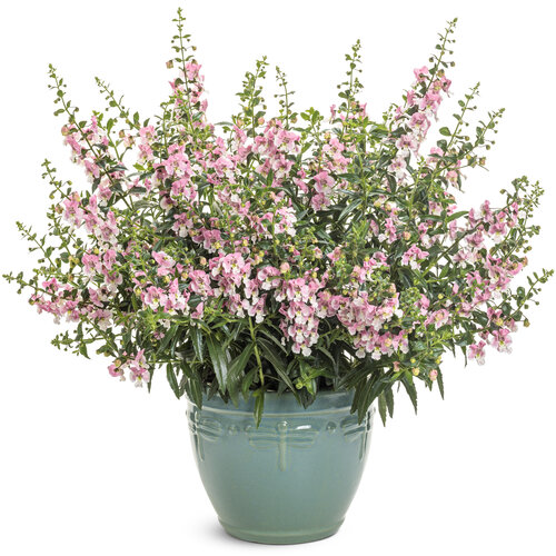 Beauty Shot: angelonia_angelface_wedgwood_pink_mono.jpg