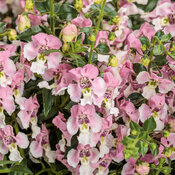 Thumbnail of Angelface® Wedgwood Pink - Summer Snapdragon - Angelonia  