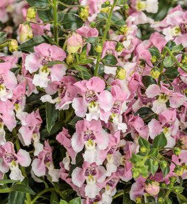 Angelface® Wedgwood Pink - Summer Snapdragon - Angelonia  