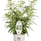 Thumbnail of Branded Containers and POP: angelonia_angelface_white_ecogrande25.jpg