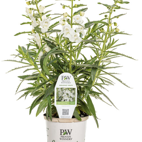 Branded Containers and POP: angelonia_angelface_white_ecogrande25.jpg