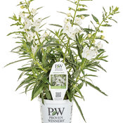 Thumbnail of Branded Containers and POP: angelonia_angelface_white_grande_25.jpg
