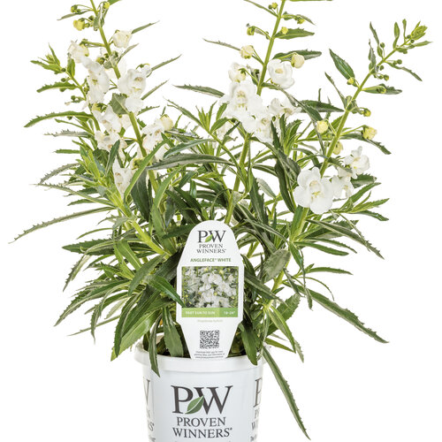 Branded Containers and POP: angelonia_angelface_white_grande_25.jpg