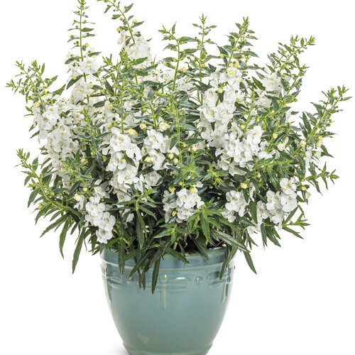 Beauty Shot: angelonia_angelface_white_mono.jpg