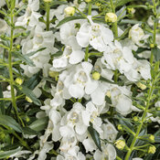 Thumbnail of Tag Image: angelonia_angelface_white_tag.jpg