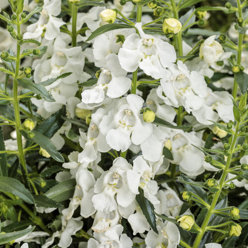 Angelface® White III - Summer Snapdragon - Angelonia