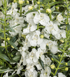 Angelface® White III - Summer Snapdragon - Angelonia  