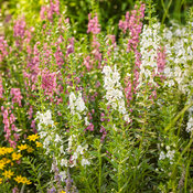 Thumbnail of Landscape: angelonia_garden_patch_46.jpg