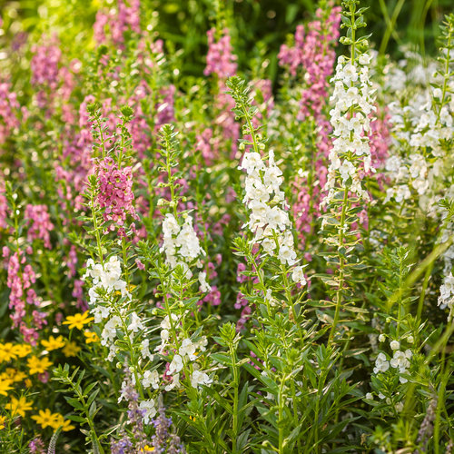 Landscape: angelonia_garden_patch_46.jpg