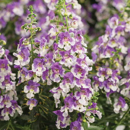 Angelface® Wedgwood Blue III - Summer Snapdragon - Angelonia  