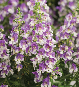 Angelface® Wedgwood Blue III - Summer Snapdragon - Angelonia  